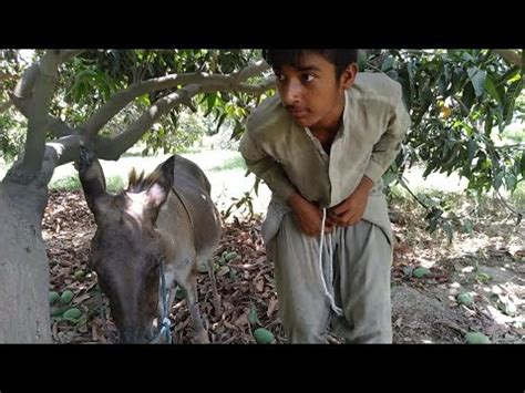 Aroused man records the moment a donkey approaches a horse and starts to fuck it. Real animal sex which causes the guy to feel aroused and intrigued by that huge dick . Friendly Animal Porn Sex Websites. 389 videos. 368 videos. 344 videos. 341 videos. 290 videos. 287 videos. 280 videos. 271 videos. 249 videos. 239 videos. 238 videos. 215 videos.